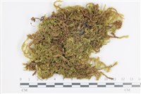 登錄號:B00005372藏品圖，第1張