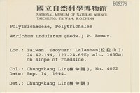 仙鶴蘚藏品圖，第2張