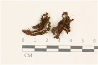 仙鶴蘚藏品圖，第1張