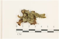 蛇苔藏品圖，第1張