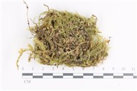 登錄號:B00005401藏品圖，第1張