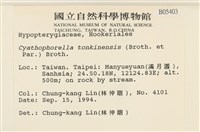 粗齒雉尾蘚藏品圖，第2張
