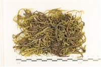 登錄號:B00005405藏品圖，第1張