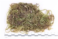 登錄號:B00005418藏品圖，第1張