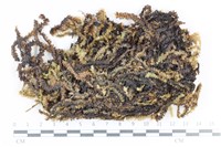 大灰氣蘚藏品圖，第1張