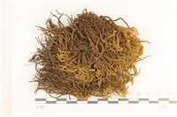 齒邊廣萼苔藏品圖，第1張