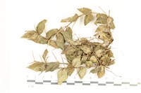 登錄號:B00005467藏品圖，第1張