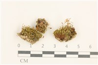 登錄號:B00005484藏品圖，第1張