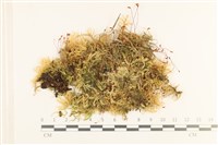 登錄號:B00005509藏品圖，第1張