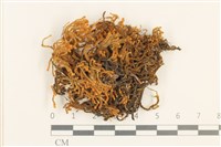 齒邊廣萼苔藏品圖，第1張