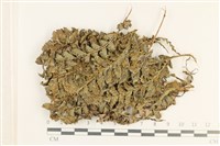 登錄號:B00005516藏品圖，第1張