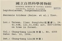 鞭苔,三裂鞭苔藏品圖，第2張