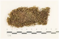 鞭苔,三裂鞭苔藏品圖，第1張