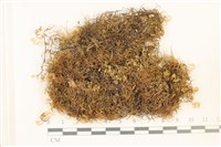 登錄號:B00005527藏品圖，第1張