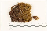 登錄號:B00005530藏品圖，第1張