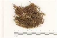 登錄號:B00005541藏品圖，第1張