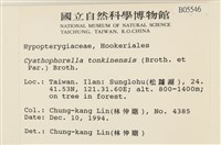 粗齒雉尾蘚藏品圖，第2張