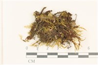 粗齒雉尾蘚藏品圖，第1張