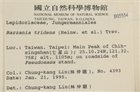 鞭苔,三裂鞭苔藏品圖，第2張