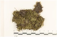 登錄號:B00005561藏品圖，第1張