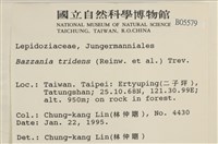 鞭苔,三裂鞭苔藏品圖，第2張