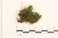 登錄號:B00005592藏品圖，第1張