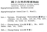 南亞孔雀蘚藏品圖，第2張