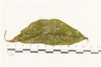 登錄號:B00005626藏品圖，第1張