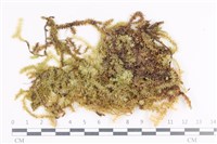 大灰氣蘚藏品圖，第1張