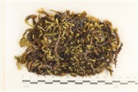 登錄號:B00005633藏品圖，第1張