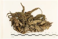 登錄號:B00005661藏品圖，第1張