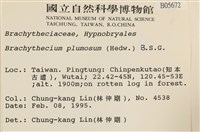 羽枝青蘚藏品圖，第2張