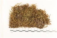 登錄號:B00005688藏品圖，第1張