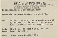 鞭苔,三裂鞭苔藏品圖，第2張