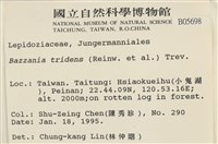 鞭苔,三裂鞭苔藏品圖，第2張