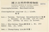 蛇苔藏品圖，第2張