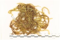 登錄號:B00005705藏品圖，第1張