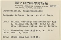 鞭苔,三裂鞭苔藏品圖，第2張