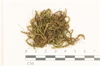 登錄號:B00005711藏品圖，第1張