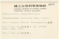 齒邊廣萼苔藏品圖，第2張