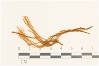 齒邊廣萼苔藏品圖，第1張