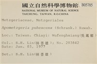 毛擬叉苔藏品圖，第2張