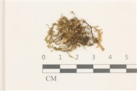 毛擬叉苔藏品圖，第1張