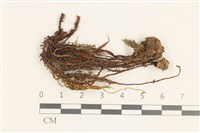 卷葉仙鶴蘚藏品圖，第1張