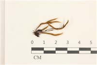 登錄號:B00005830藏品圖，第1張