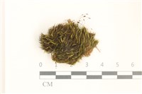 登錄號:B00005831藏品圖，第1張