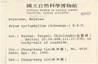 圓葉真蘚藏品圖，第2張