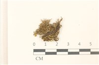 登錄號:B00005858藏品圖，第1張