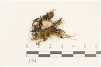 登錄號:B00005887藏品圖，第1張