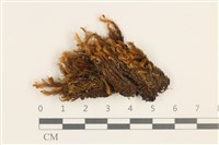 登錄號:B00005894藏品圖，第1張